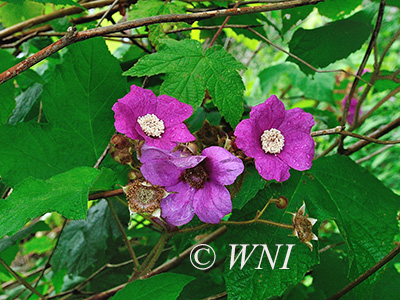 Purple-flowering Raspberry (Rubus odoratus)